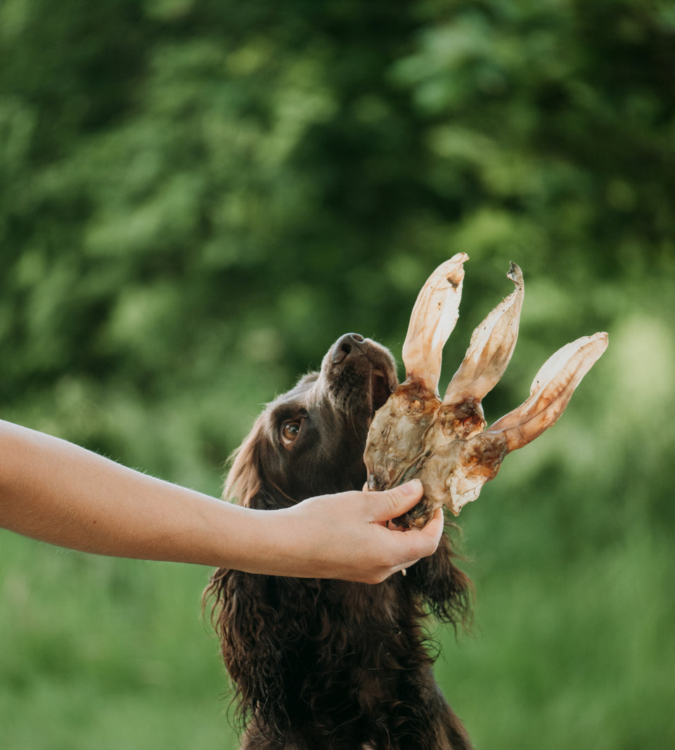 Anco Rabbit Ears Dog Chew