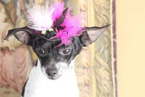 Couture Black Hat with Hot Pink Feathers and Black Flower