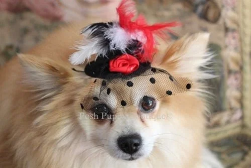 Couture Black Hat with Red/White Feathers and Red Flower