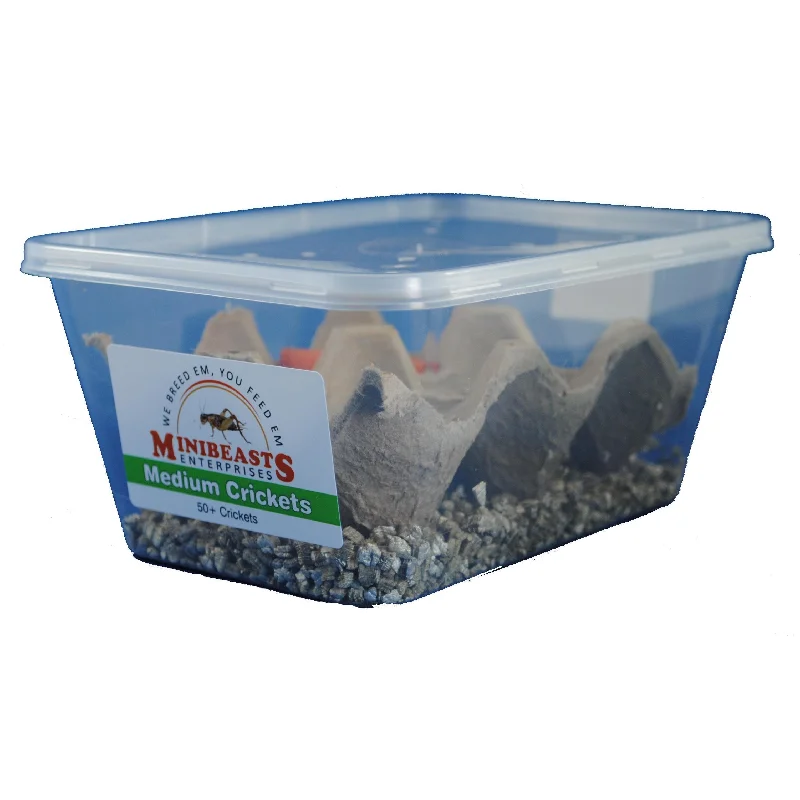 Minibeasts Crickets Tub Medium