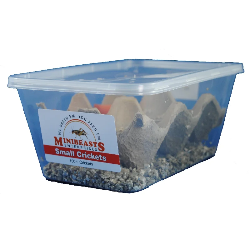 Minibeasts Crickets Tub Small